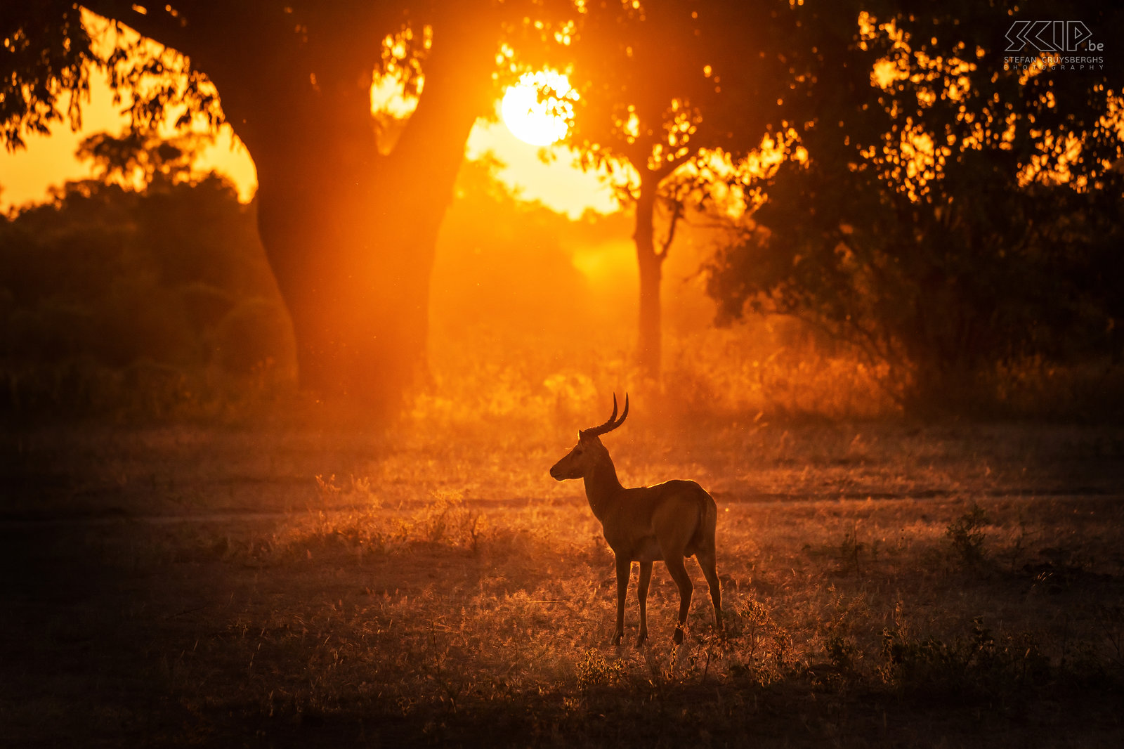 South Luangwa - Zonsondergang met puku Een puku met het gouden licht van de zonsondergang in het prachtige South Luangwa National Park in Zambia. De puku is een veelvoorkomende middelgrote antiloop. De mannetjes hebben hun eigen territorium en trachten een kudde van vrouwtjes binnen hun grondgebied te houden. Stefan Cruysberghs